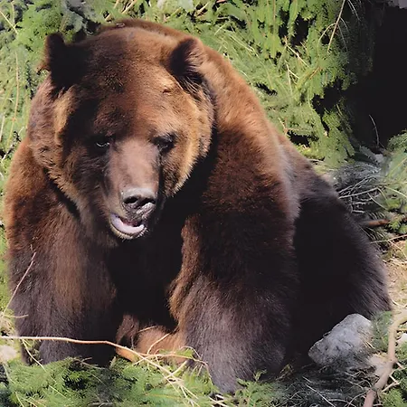 Haus Margot Armbruster Bad Rippoldsau-Schapbach